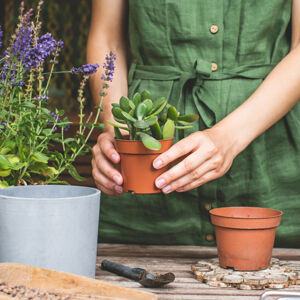 Build Your Own Succulent: Finding Joy Through Hobbies